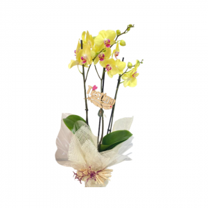 comprar orquídeas amarillas en floristería fiori