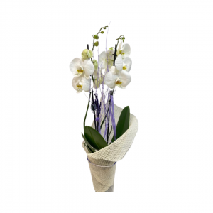 comprar orquÃ­deas blancas en floristerÃ­a fiori