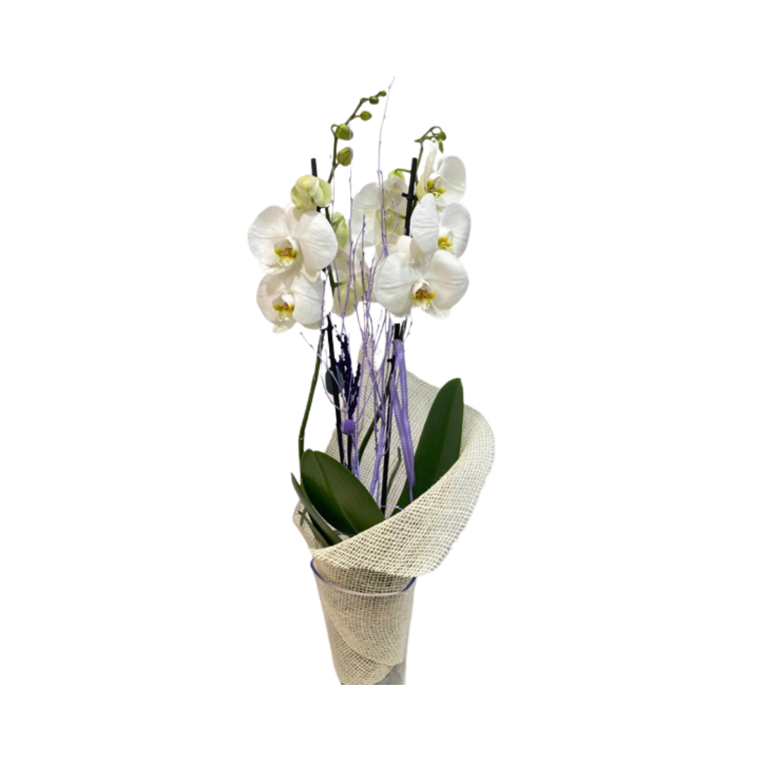 comprar orquídeas blancas en floristería fiori